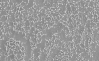 BTI Biotechnology Institute UnicCa, Body 2,500×