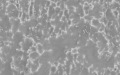 BTI Biotechnology Institute UnicCa, Body 5,000×