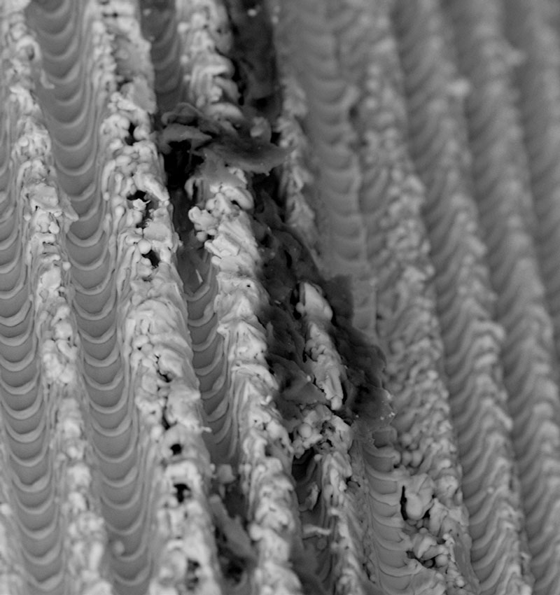 Implant surface at 2,500× magnification